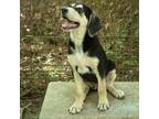 Adopt Mato a Hound