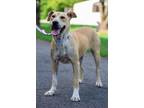 Adopt Jordan a Shar-Pei, Labrador Retriever