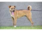 Adopt Caesar a Mixed Breed, Staffordshire Bull Terrier