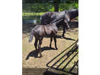 2024 AQHA black colt