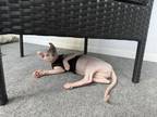 Female Sphynx Kitten