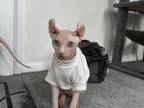 Male Sphynx Kitten