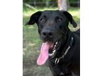 Adopt Jet Plane a Great Dane, Labrador Retriever