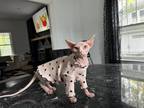 Sphynx Kitten Female