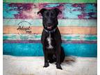 Adopt Target a Labrador Retriever, Pit Bull Terrier