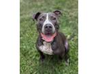 Adopt Matchbox Kid - In Foster a Pointer, Labrador Retriever