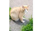 Adopt Munchkin a Domestic Short Hair