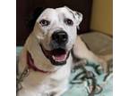 Adopt Sammy a Australian Cattle Dog / Blue Heeler