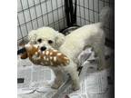 Adopt Captain Casper a Bichon Frise