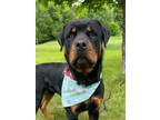 Adopt Butterball a Mixed Breed
