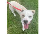 Adopt Rudy a Labrador Retriever, Boxer