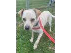 Adopt Remi a Labrador Retriever, Boxer