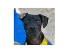 Adopt Puddin ***FOSTER HOME*** a Staffordshire Bull Terrier, Labrador Retriever