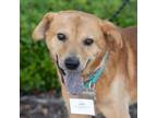 Adopt Jobe a Shepherd, Labrador Retriever