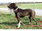 Adopt Cody a Labrador Retriever, Hound