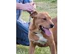 Adopt D"Artagan(Dart) a Hound, Labrador Retriever