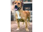 Adopt Archie a Retriever, Cardigan Welsh Corgi
