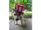 Adopt Humphrey a Poodle