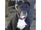 Adopt Cruiser a Pit Bull Terrier, Labrador Retriever