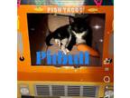 Adopt Kitten: Pitbull *Featured at the Petco in Columbia