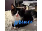 Adopt Kitten: Prince *Featured at the Petco in Columbia, MD* a Domestic Short