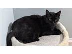 Adopt Beowulf JR a Domestic Short Hair