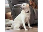 Adopt Francis a Great Pyrenees