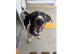 Adopt Tyson a Pointer, Labrador Retriever