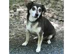 Adopt Rocky a Mixed Breed