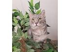 Adopt Huxley a Domestic Short Hair, Tabby