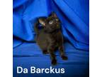 Adopt Da Barckus a Domestic Short Hair