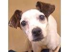 Adopt Rocco a Terrier