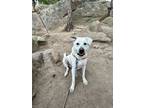 Adopt Snowman a Labrador Retriever