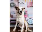 Adopt Maestro a Labrador Retriever