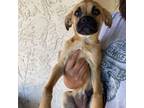 Adopt Butch a Pug