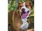 Adopt Jack a Mixed Breed