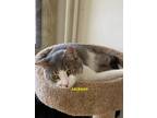 Adopt Jackson a Domestic Short Hair