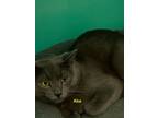 Adopt Abe a Domestic Short Hair