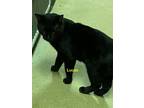 Adopt Lucas a Domestic Short Hair
