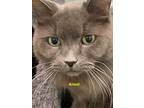 Adopt Ansel a Domestic Long Hair
