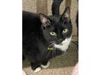 Adopt Arlo a Domestic Long Hair