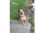 Adopt Copper a Foxhound