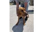 Adopt Copper a Bloodhound