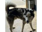 Adopt Charlie a Husky
