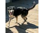 Adopt Sokka a Husky