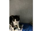 Adopt Robin a Domestic Short Hair