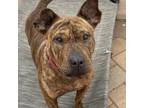 Adopt Butterscotch a Shar-Pei, American Staffordshire Terrier