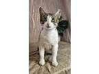 Adopt Baba a Manx