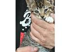 Adopt Monkey-white collar a Domestic Short Hair