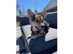 Adopt Ross a Corgi, Shepherd